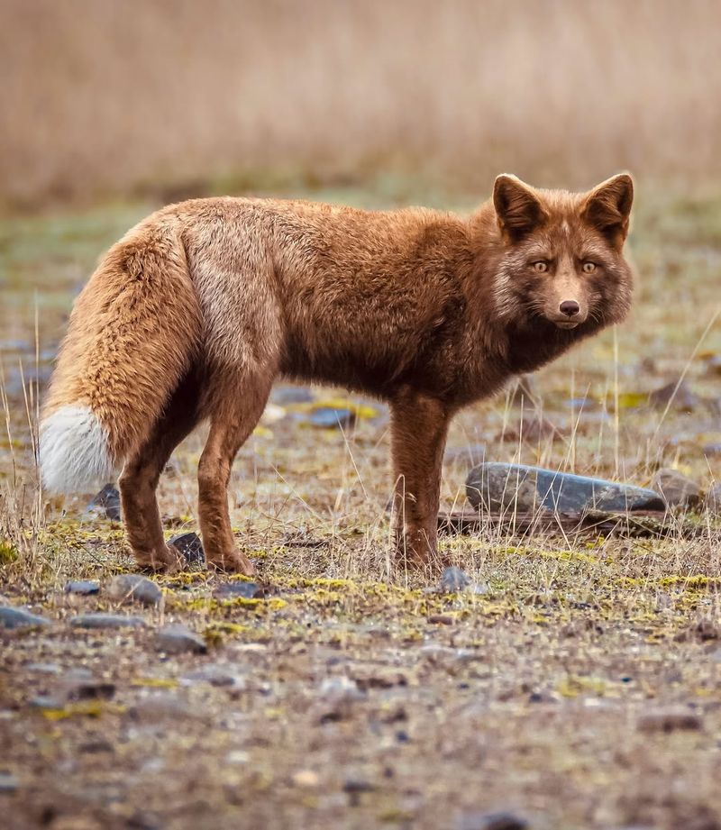 Foxes: Backyard Hunters