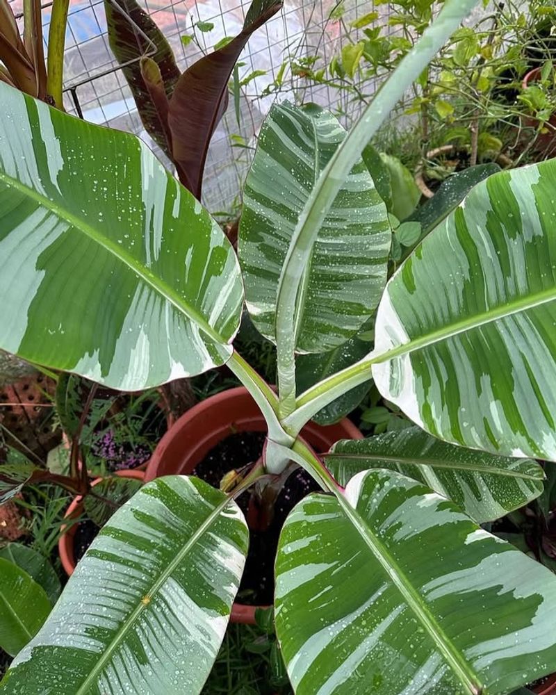 Banana Plants