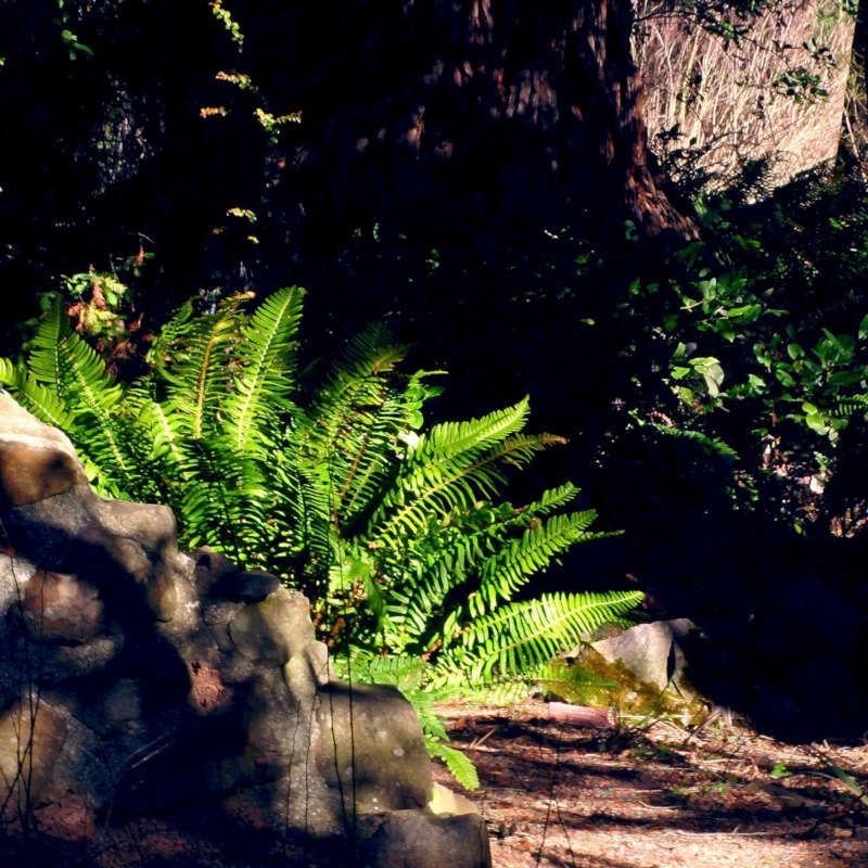 Giant Chain Fern