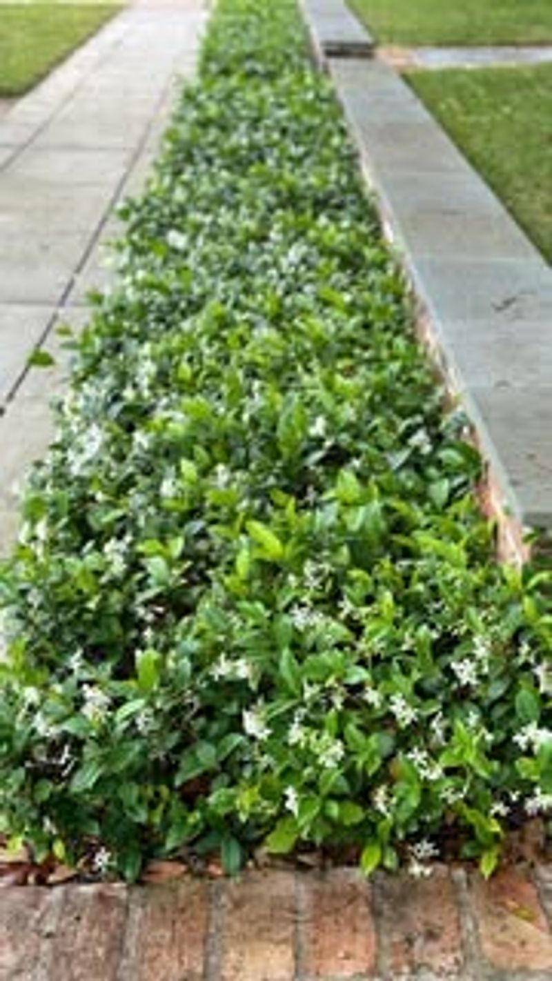 Confederate Jasmine
