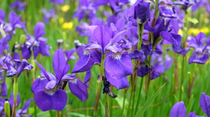 Siberian Iris
