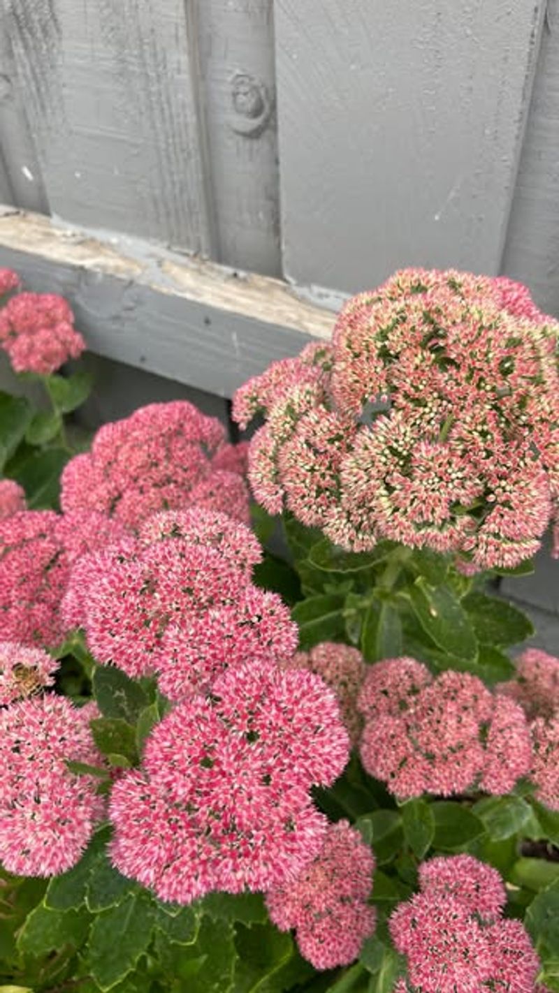 Autumn Joy Sedum