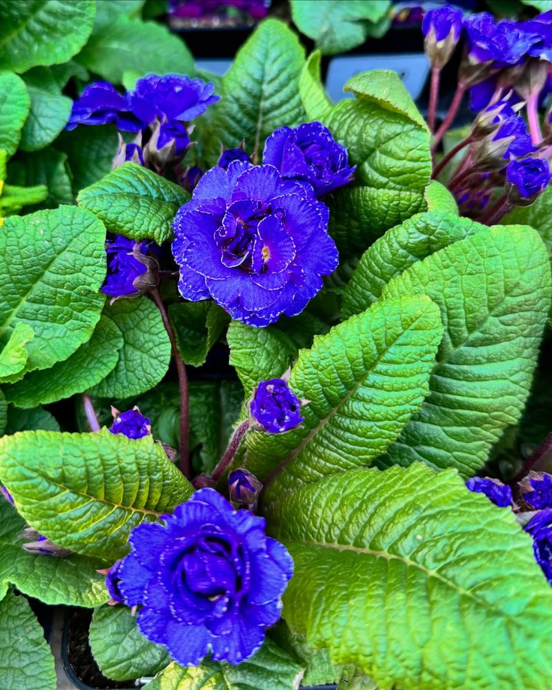 Primrose (Primula)