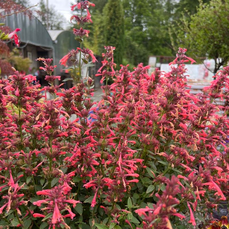 Hummingbird Mint