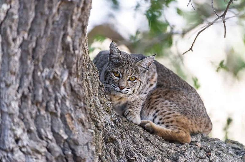 Bobcat: Stealthy Suburban Hunter