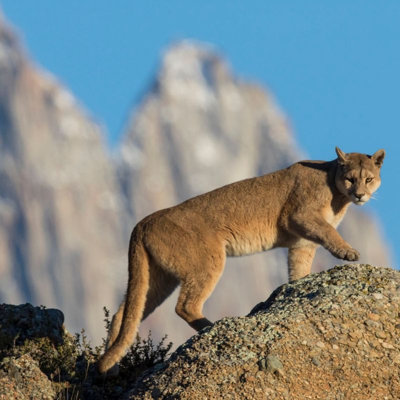 Cougars: Rare Urban Predators