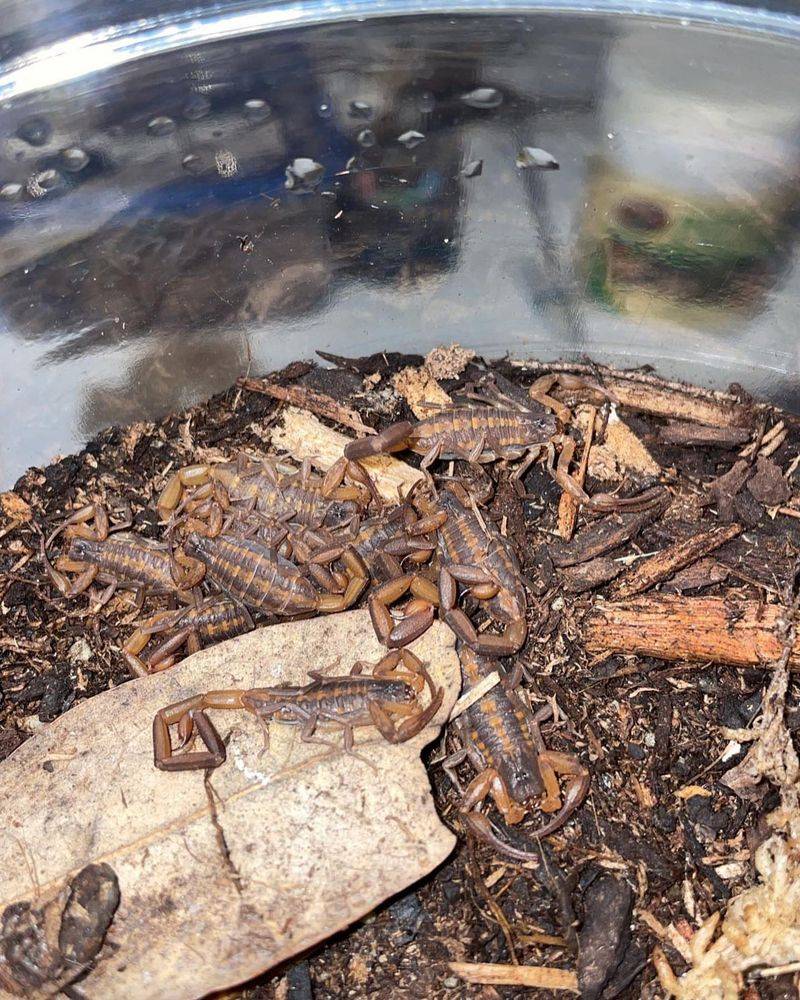 Striped Bark Scorpions In Compost Areas