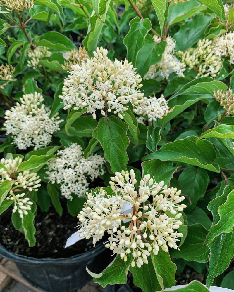 Roughleaf Dogwood