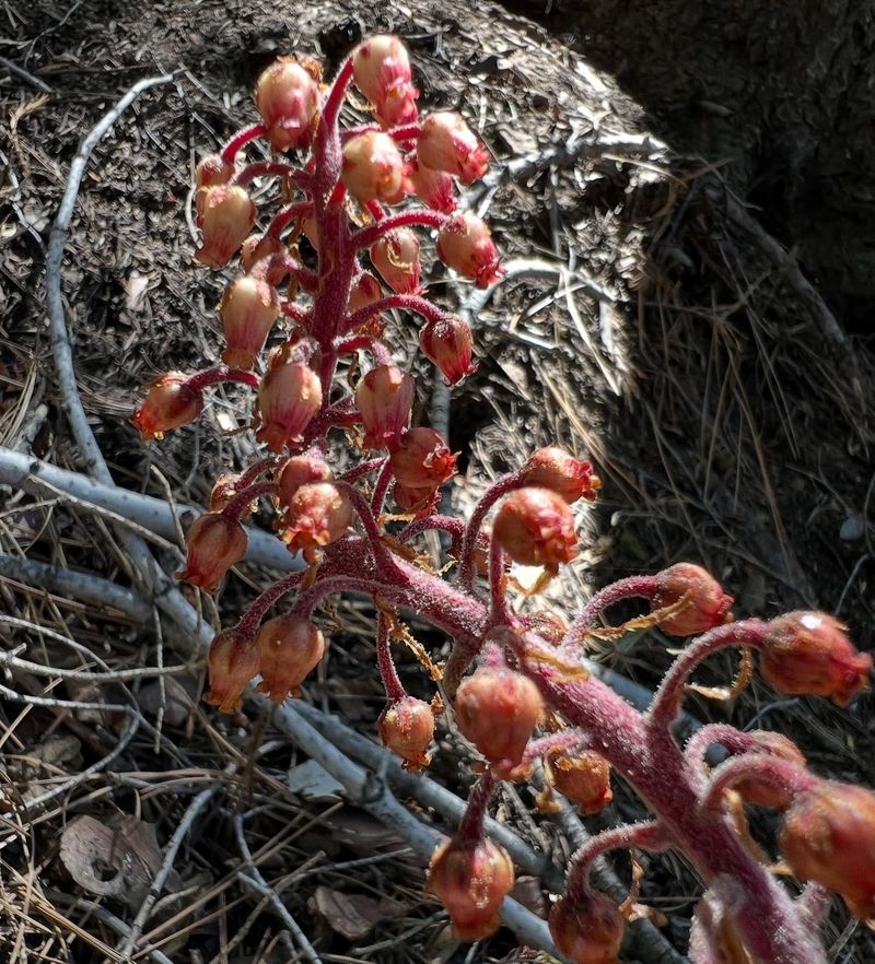 Pinedrops (Pterospora andromedea)