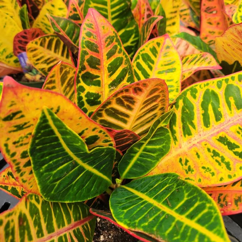 Croton