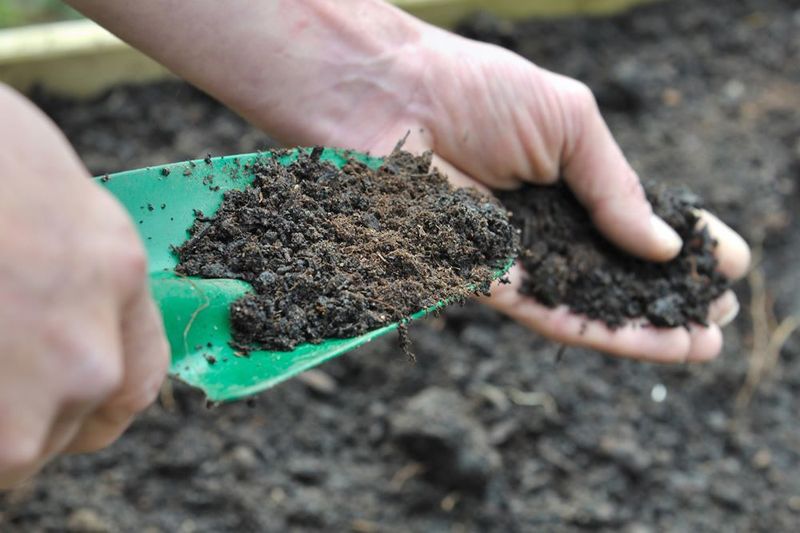 Why Compost Is Your Best Friend