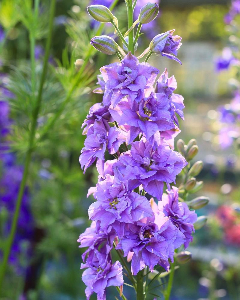 Larkspur