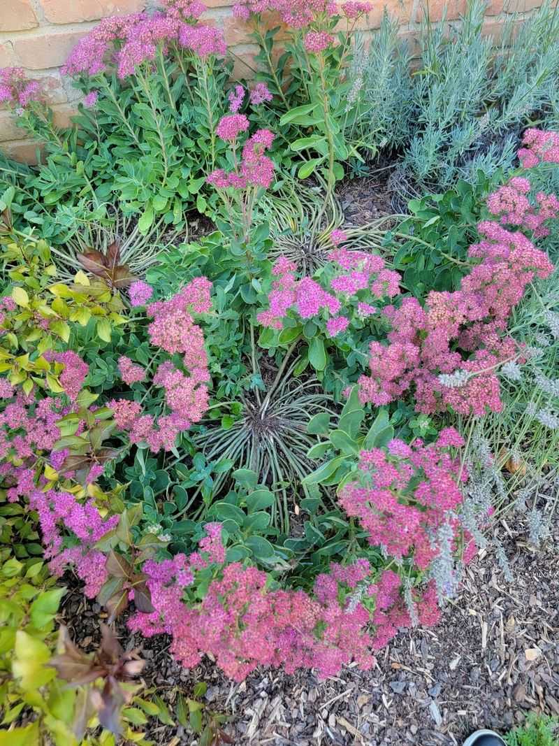 Sedum