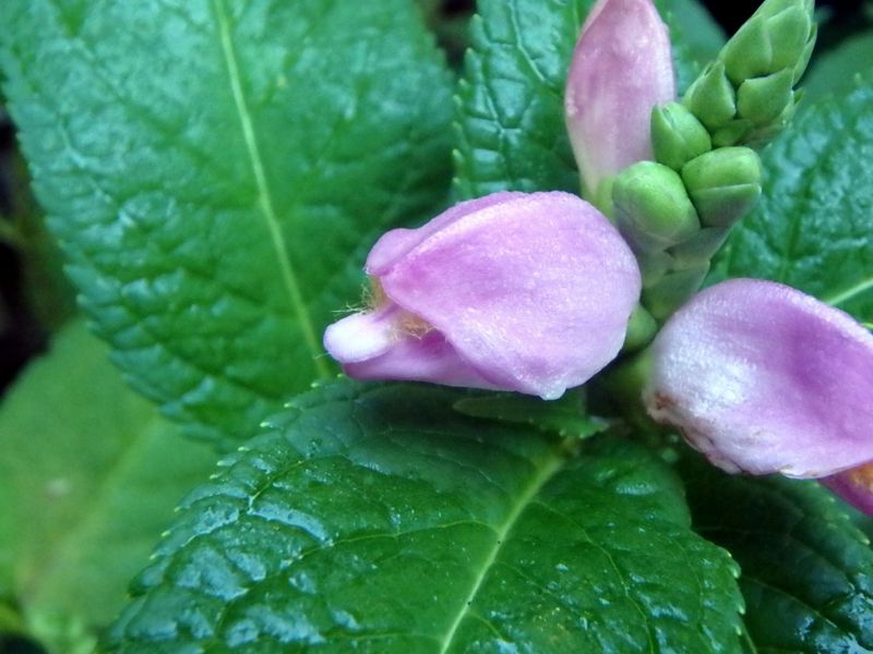 Turtlehead: Native Stream-Side Beauty