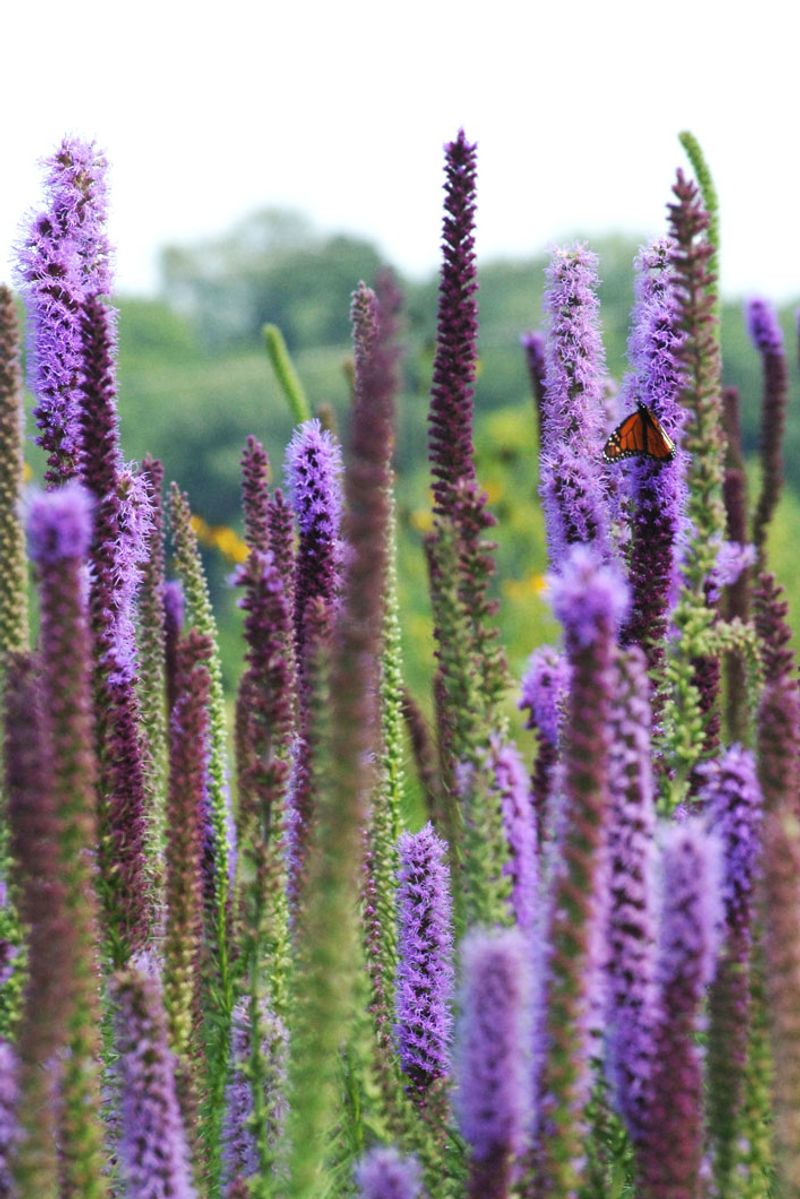 Liatris (Blazing Star)