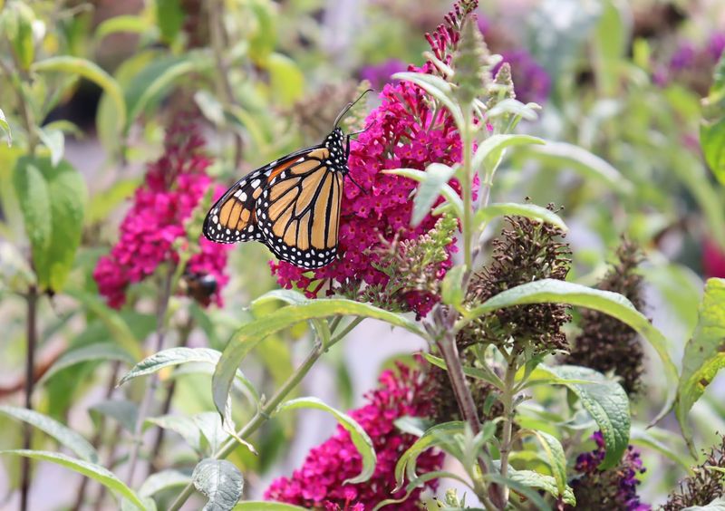 Butterfly Bush