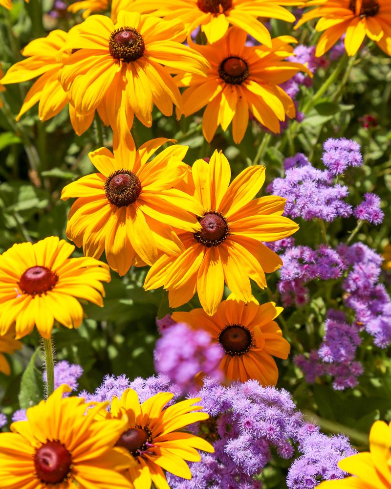 Black-Eyed Susans