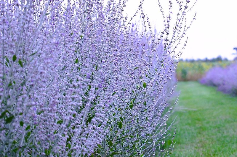 Russian Sage Creating Lavender Mists