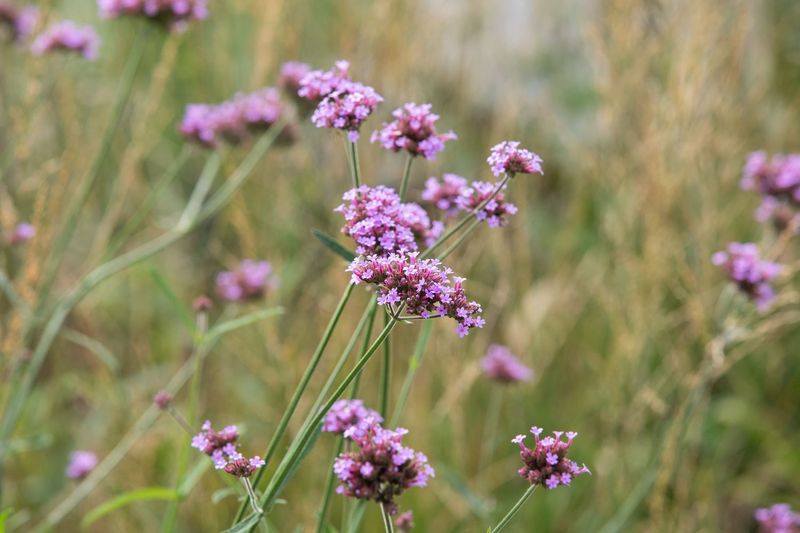 Verbena Vanishes Quickly