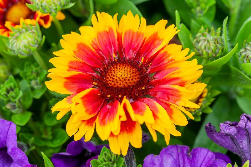 Gaillardia's Fiery Appeal