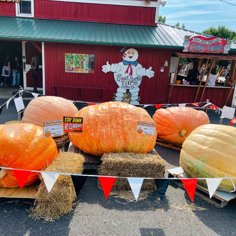 Pumpkin Weigh-Offs