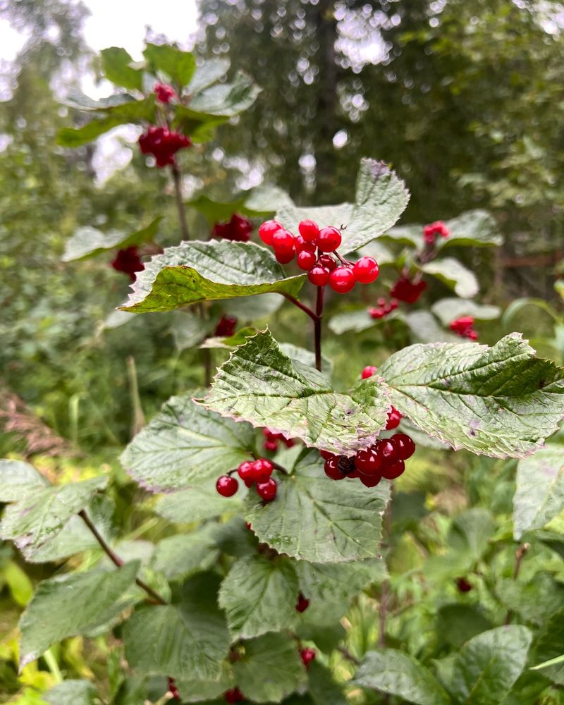 Highbush Cranberry
