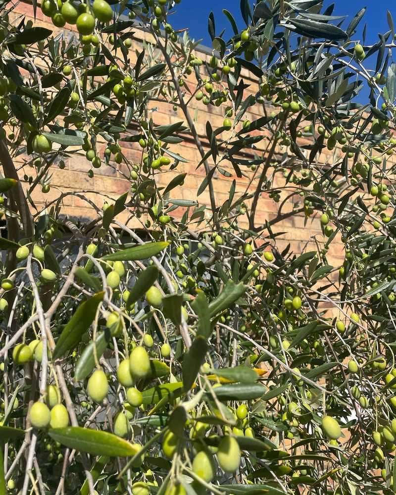 Olive
