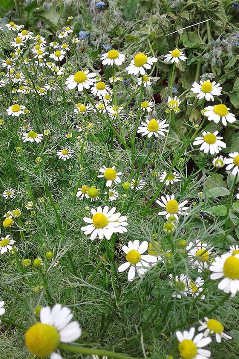 Chamomile Boosts Cabbage Family Plants