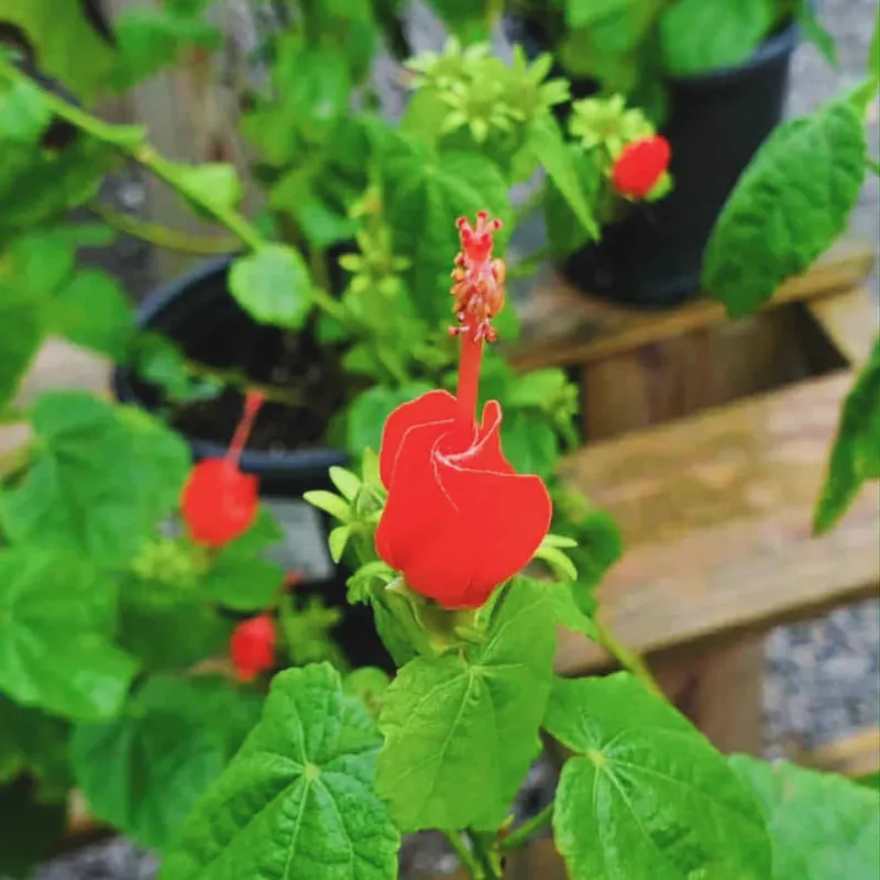 Turk's Cap
