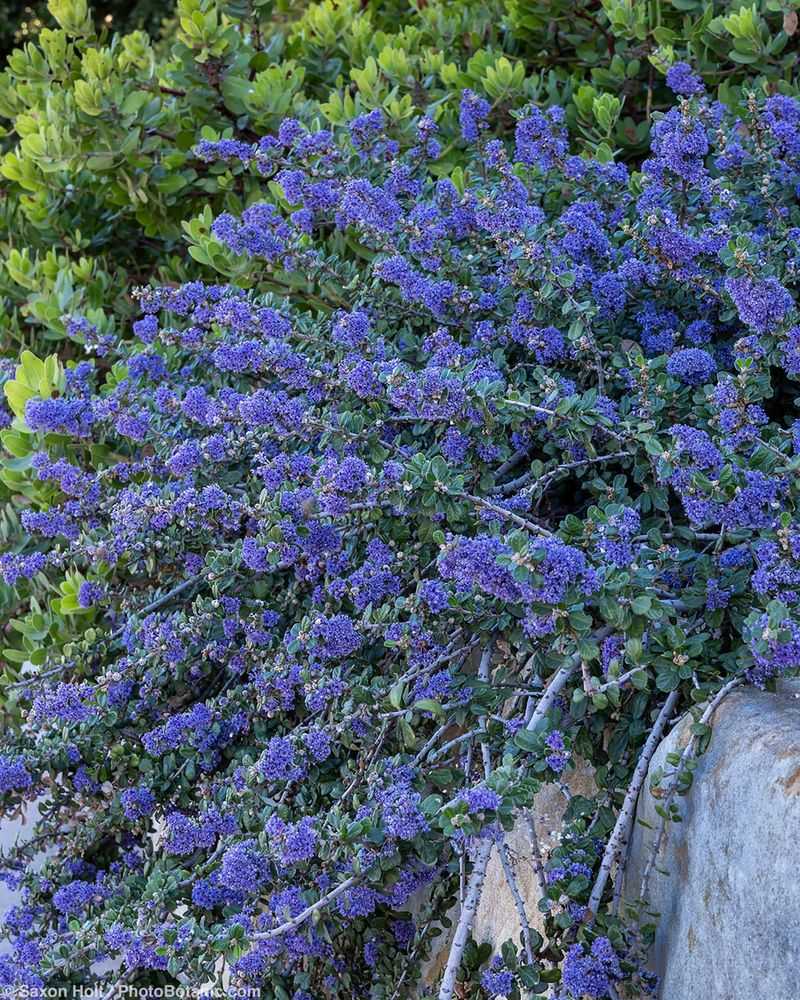 Ceanothus 'Centennial'