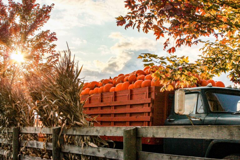 a truck filled with pumpkins