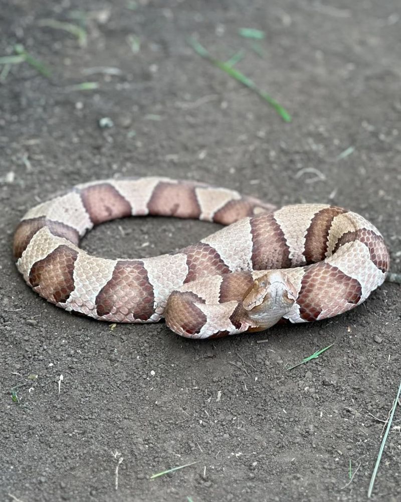 Copperhead Snake