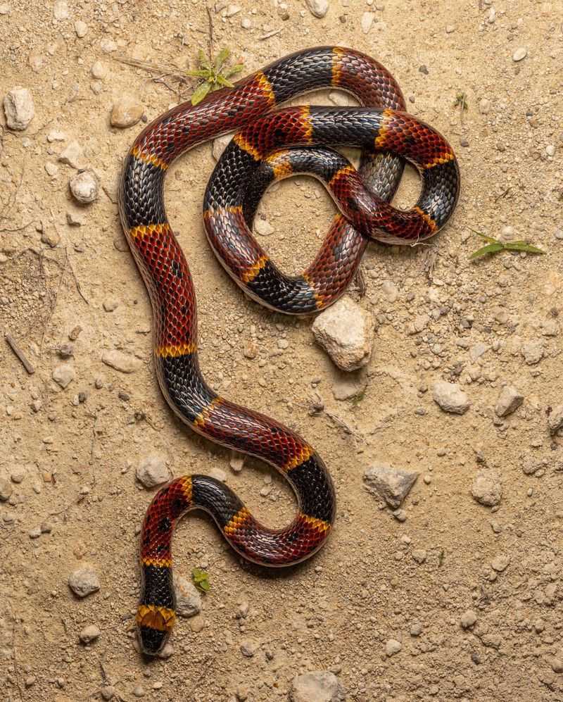 Eastern Coral Snake