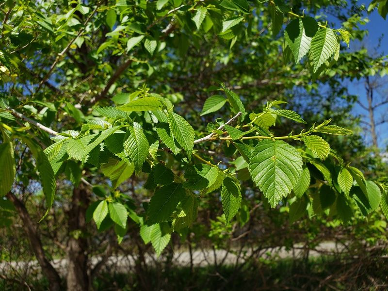 Siberian Elm