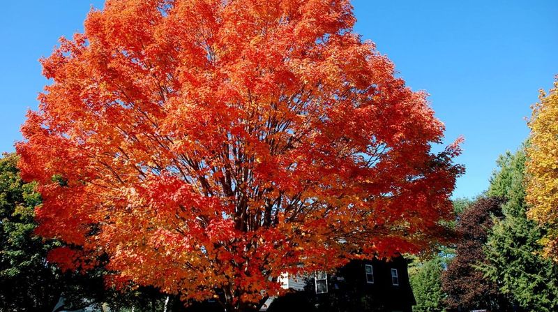 Silver Maple