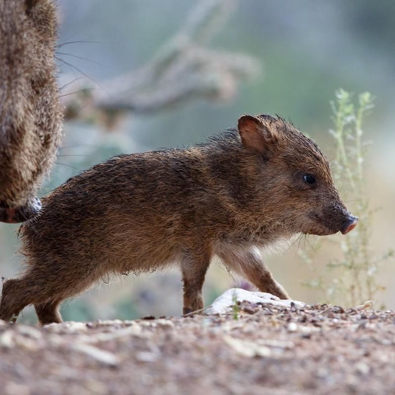 Javelinas: Pig-Like Visitors