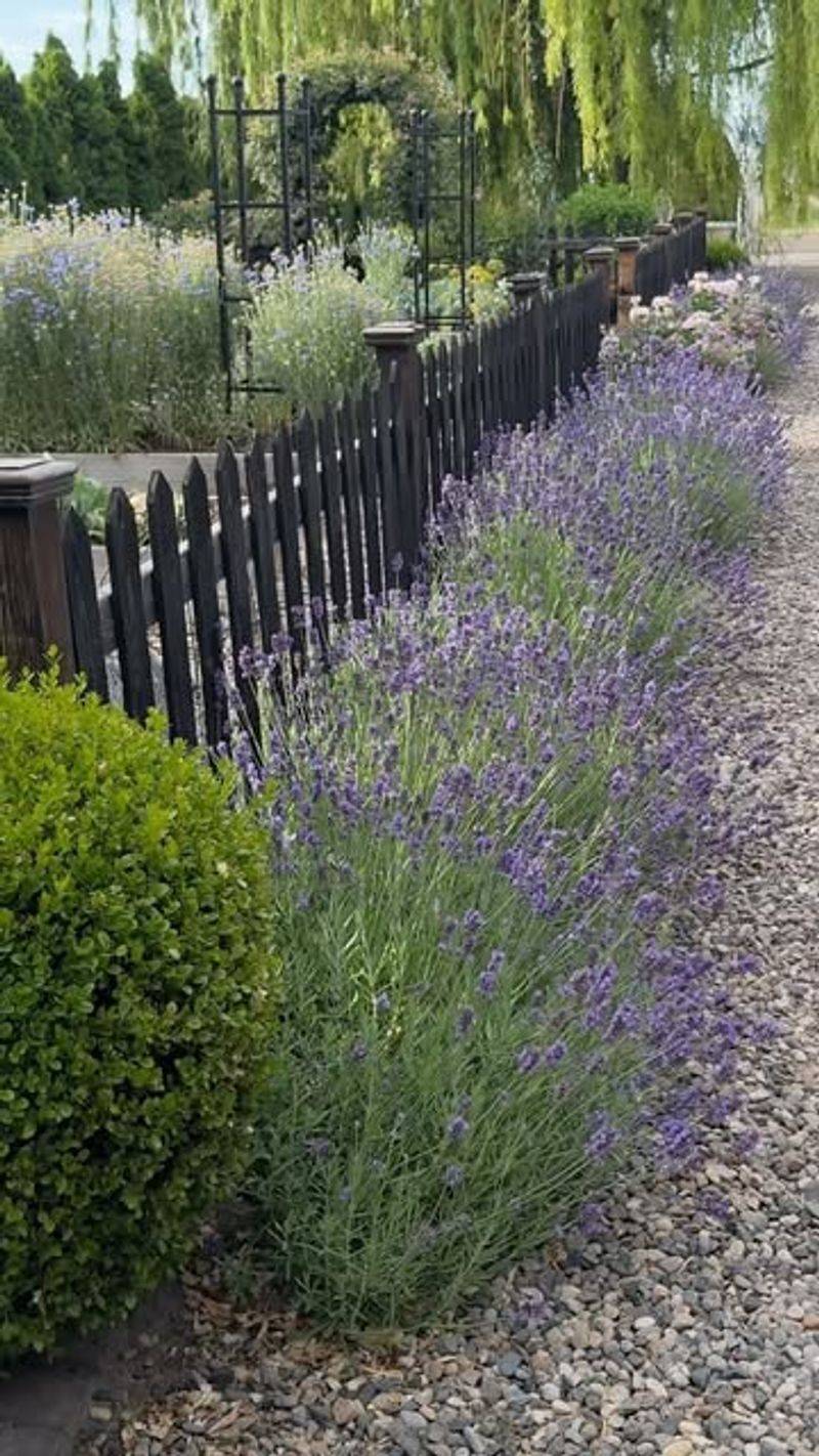 Lavender Borders