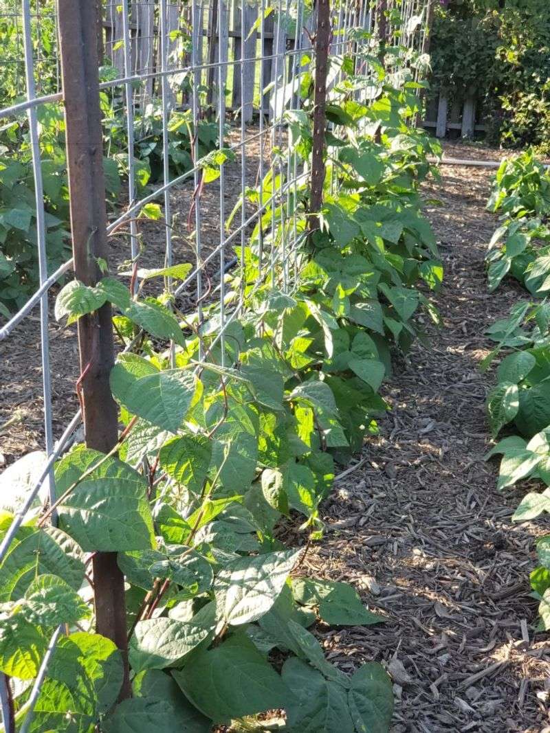 Mulching Strategies For Fall