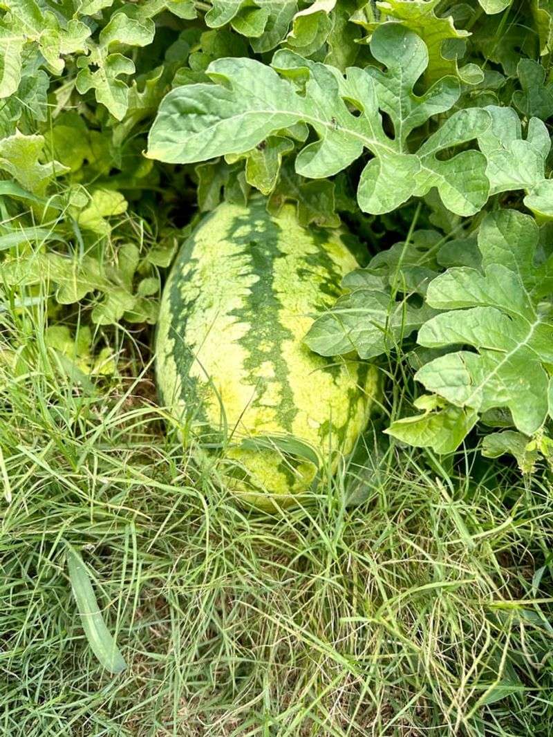 Watermelon