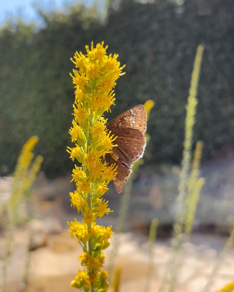 Goldenrod (Solidago californica)