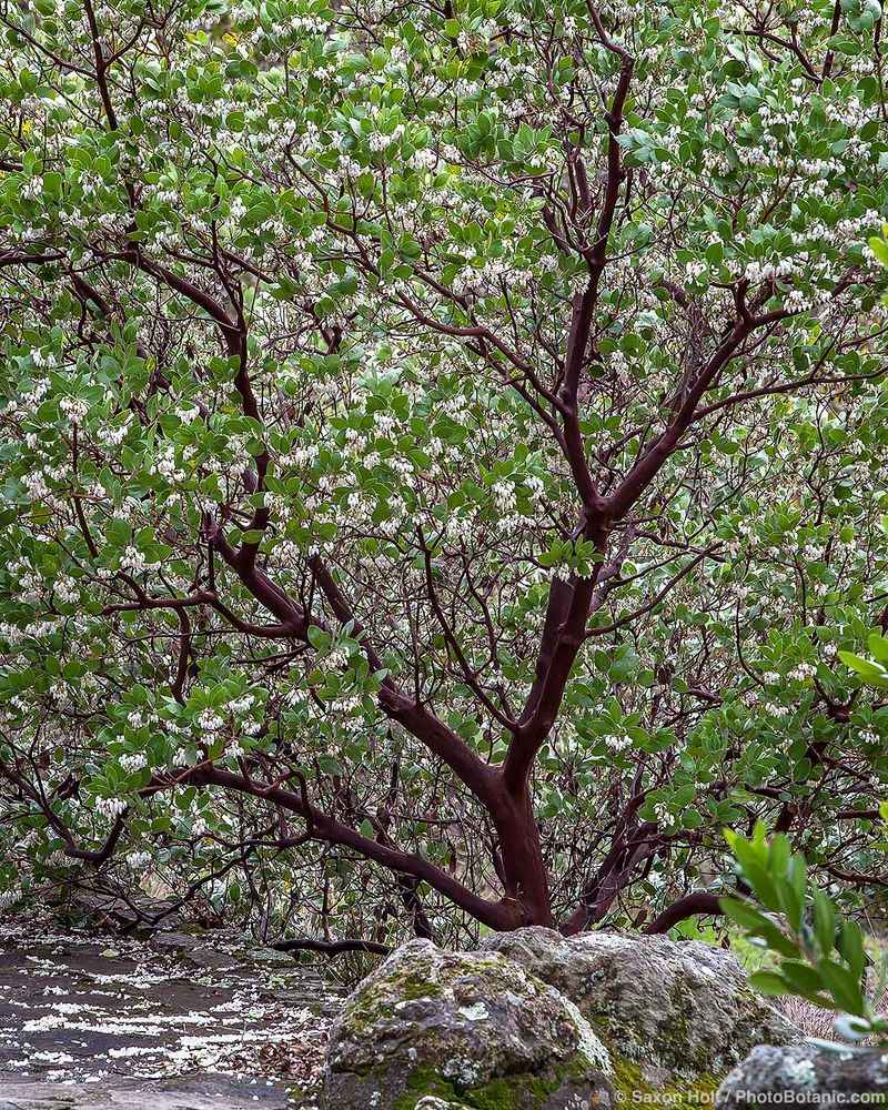 Manzanita
