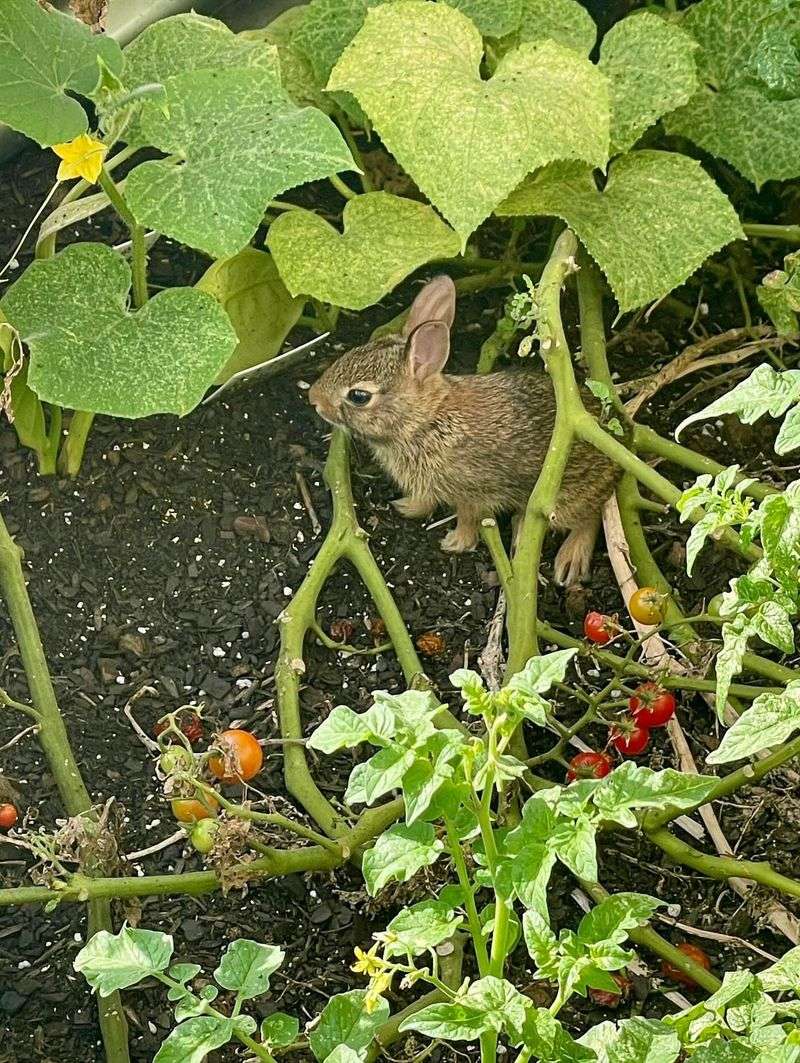 Eastern Cottontail Rabbits Munching Through Vegetable Patches