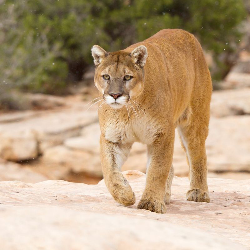 Mountain Lions On The Block