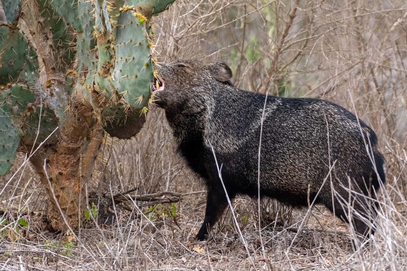 Javelinas: Prickly Pear Enthusiasts