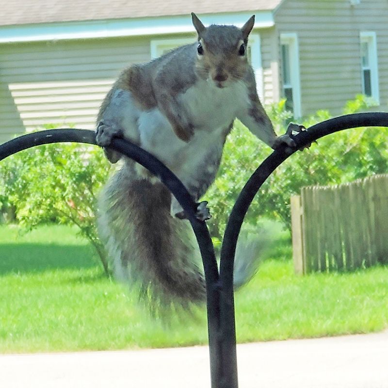 Fox Squirrels Raiding Bird Feeders