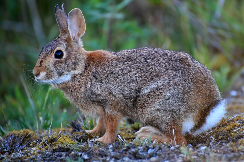 Desert Cottontails: Fluffy Backyard Visitors