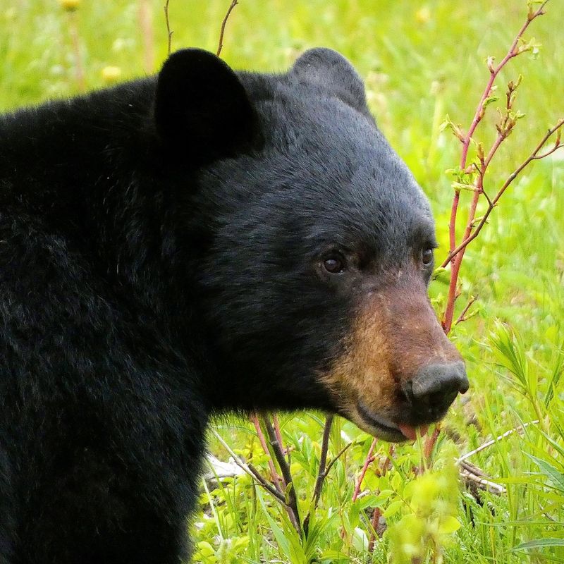 Black Bears: Suburban Visitors