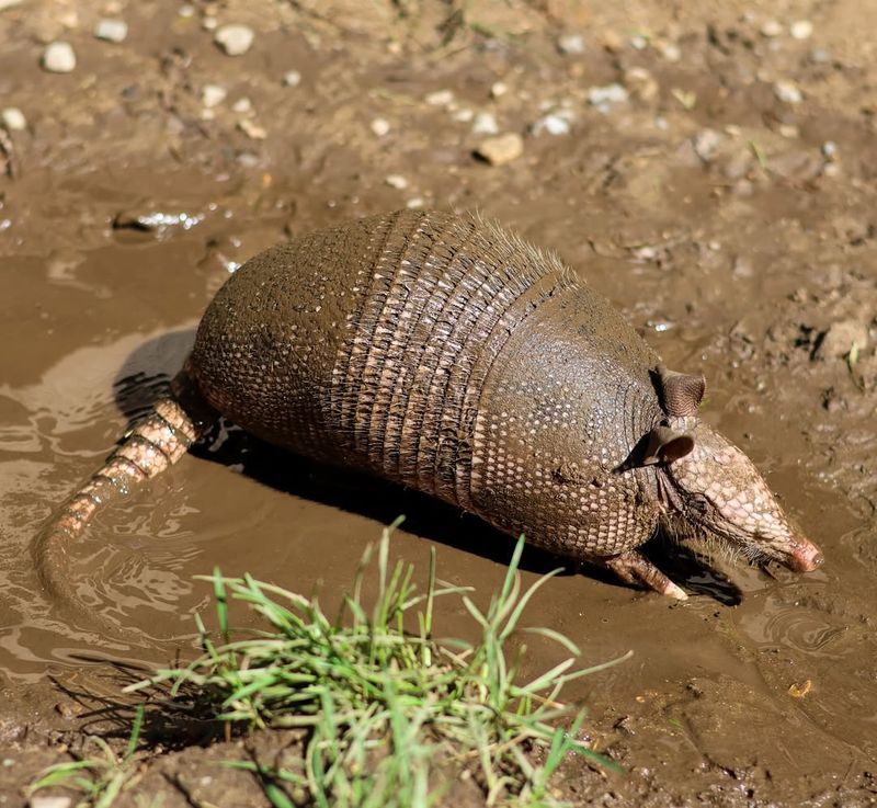 Armadillos: Armored Diggers