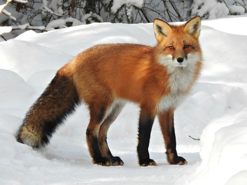 Red Foxes: Elegant Opportunists