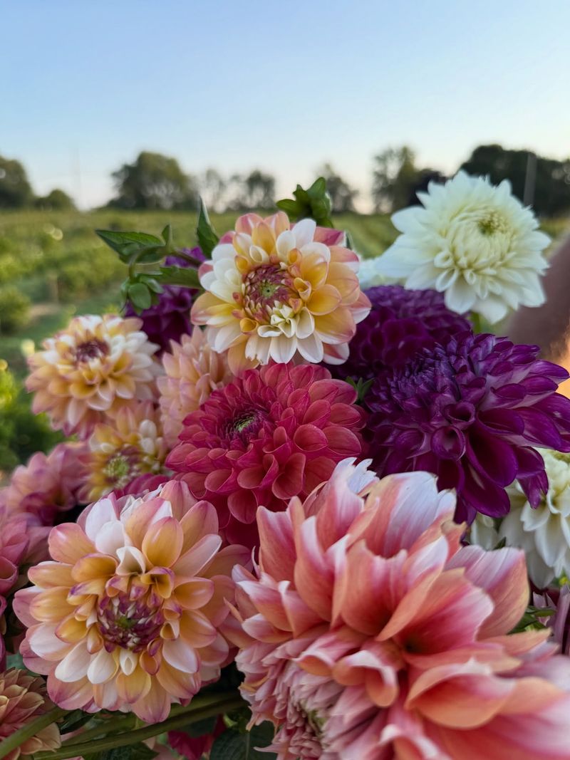 Dahlia Festivals Galore
